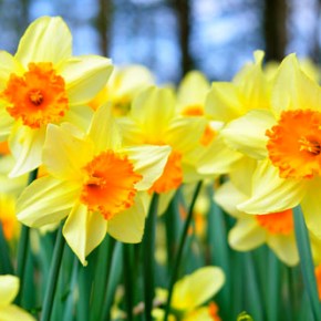 I Wandered Lonely as a&nbsp;Cloud