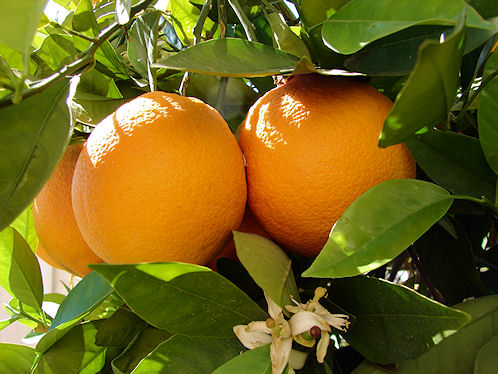 Oranges Are Plentiful in Arizona.